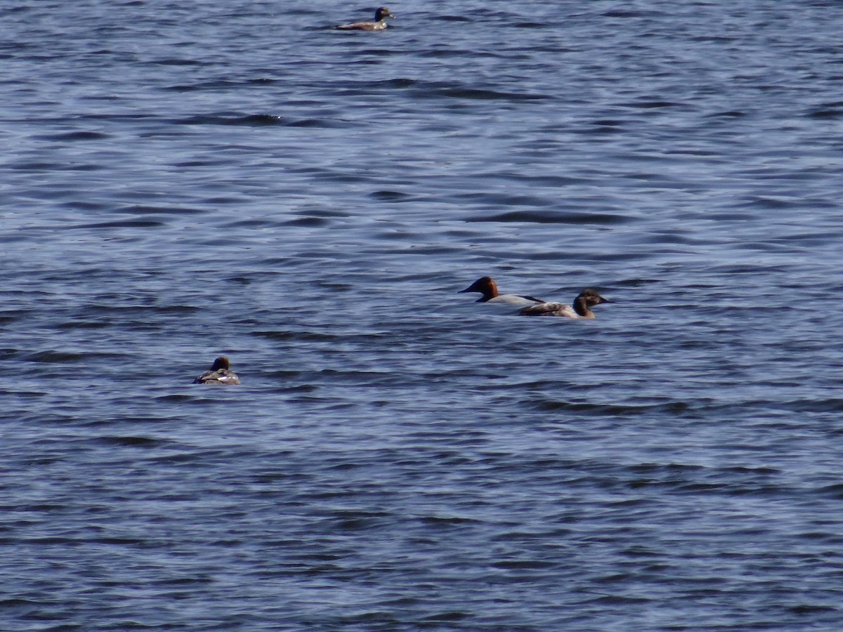 Canvasback - ML638429782