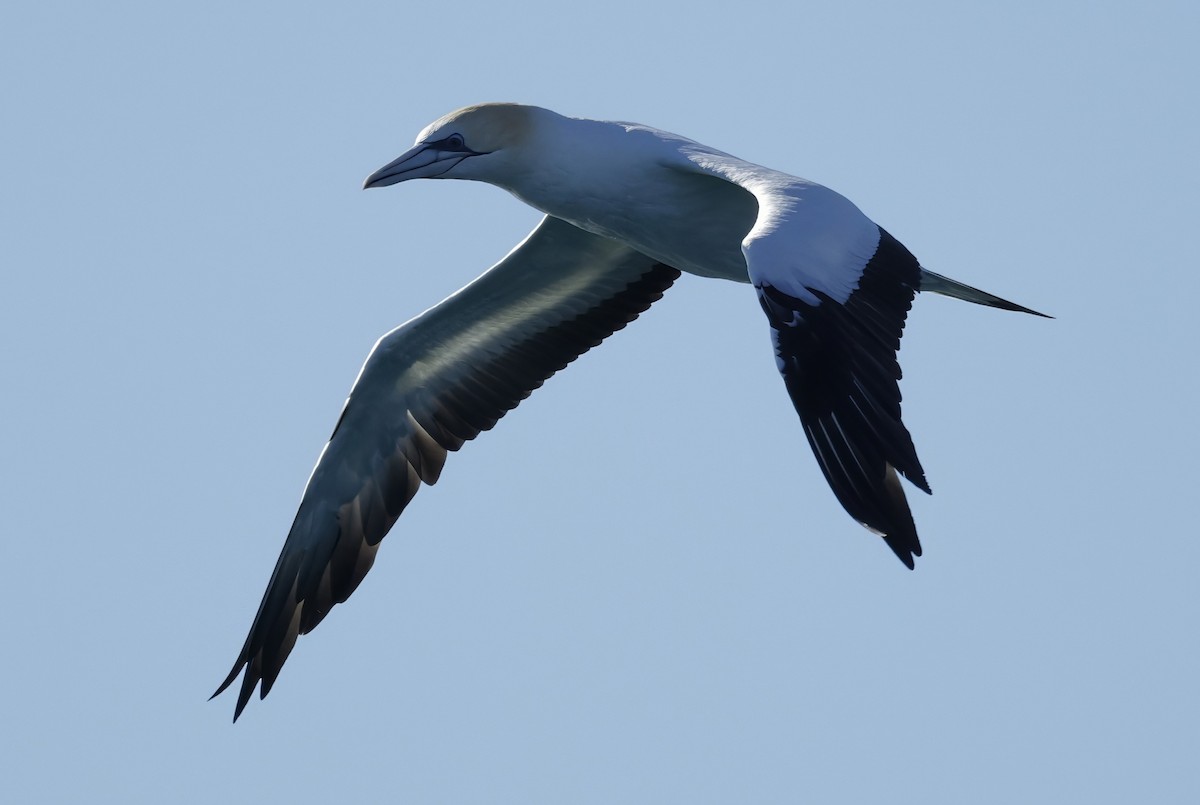 Australasian Gannet - ML638429797