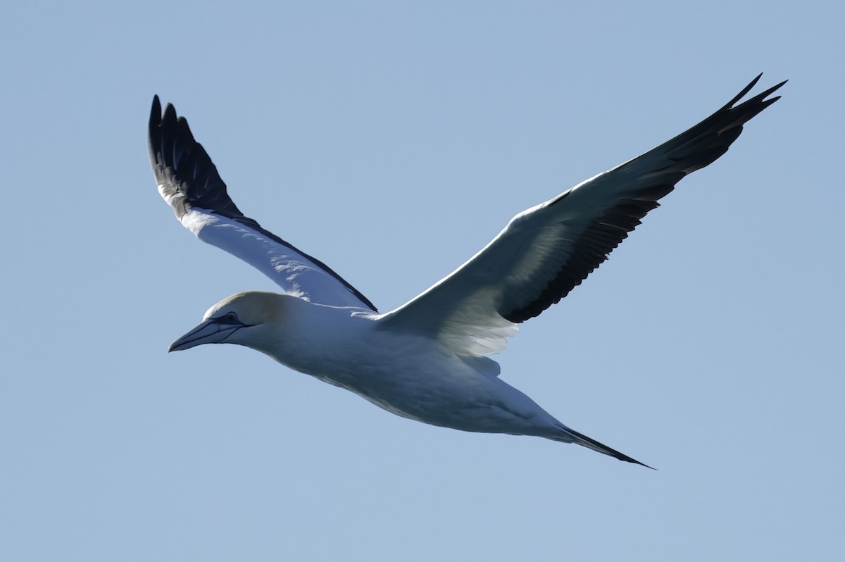 Australasian Gannet - ML638429798