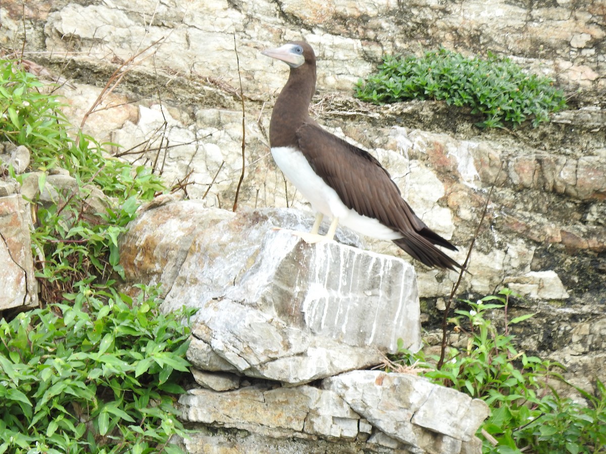 Cocos Booby - ML638429799
