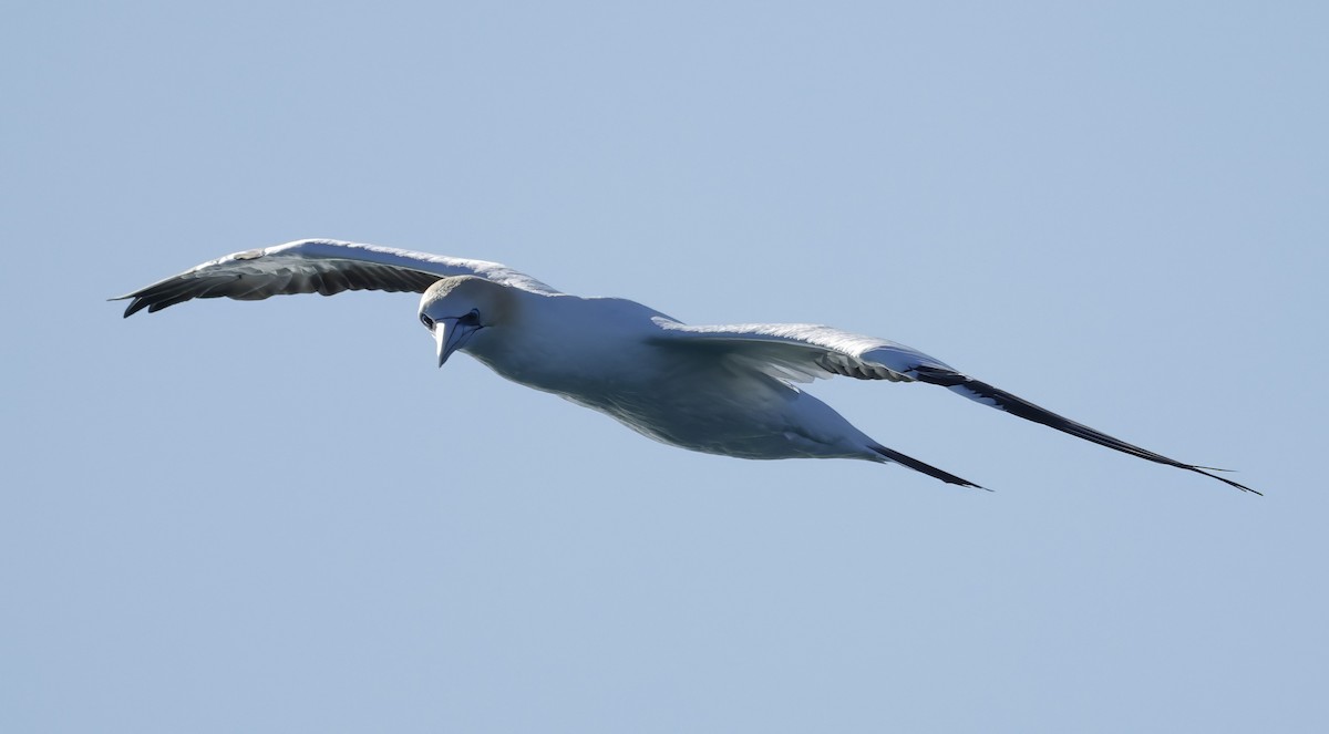 Australasian Gannet - ML638429800