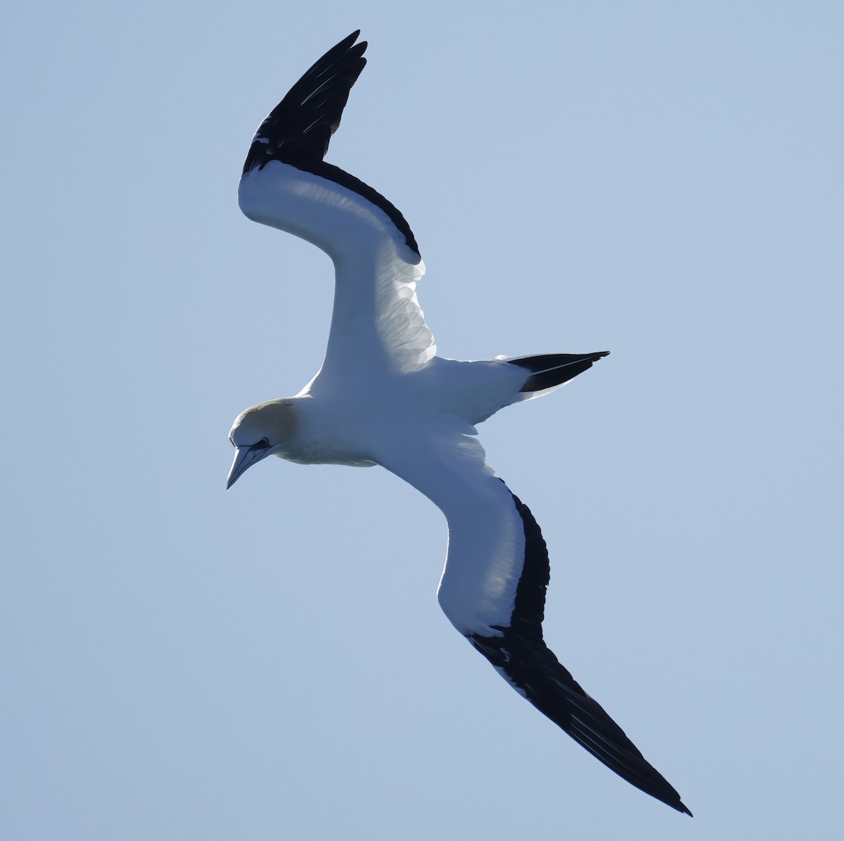Australasian Gannet - ML638429801