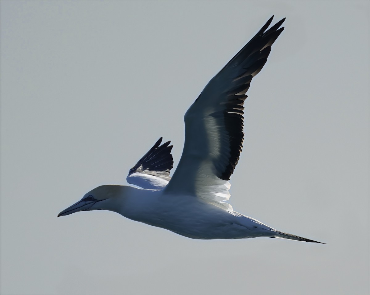 Australasian Gannet - ML638429802