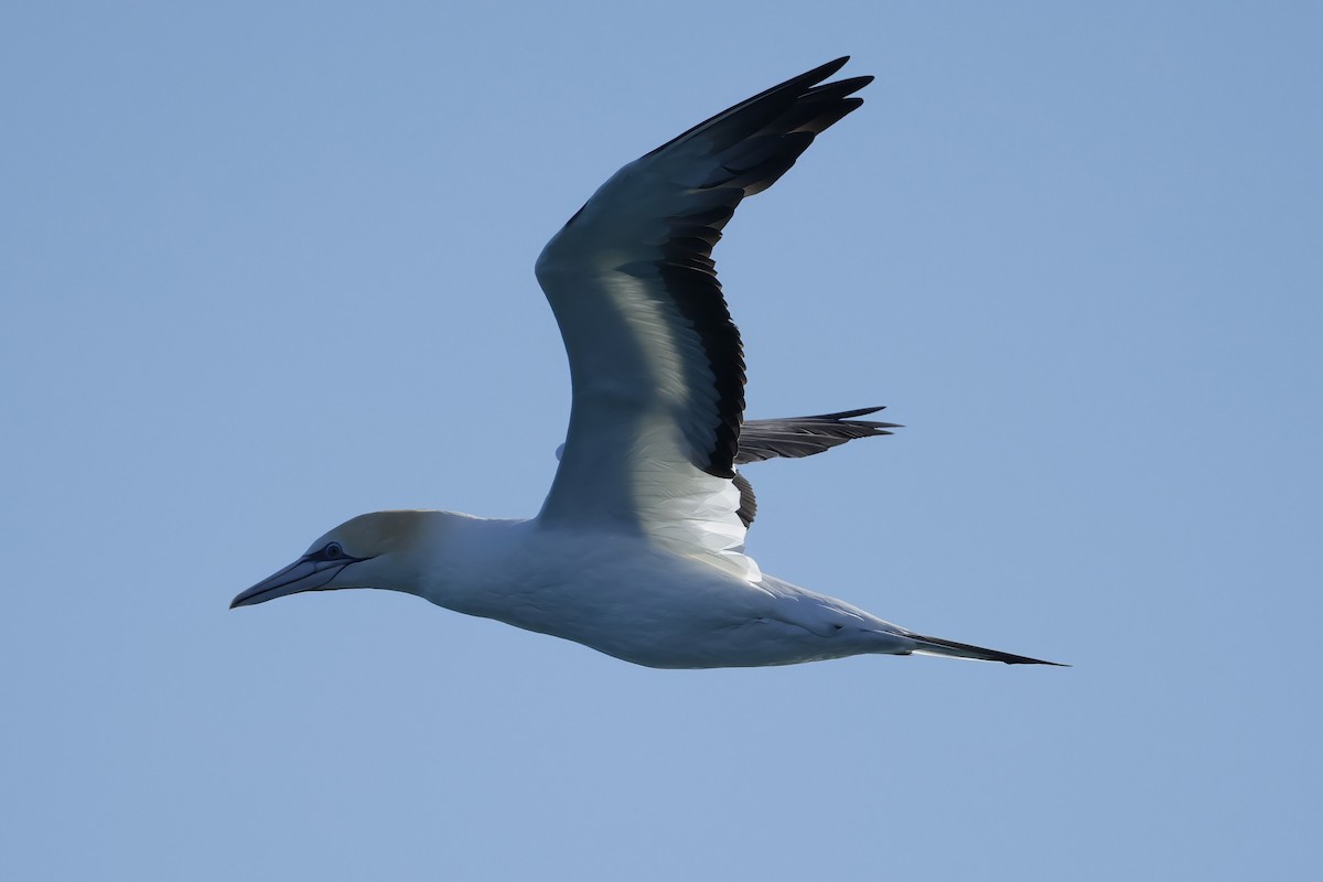 Australasian Gannet - ML638429804