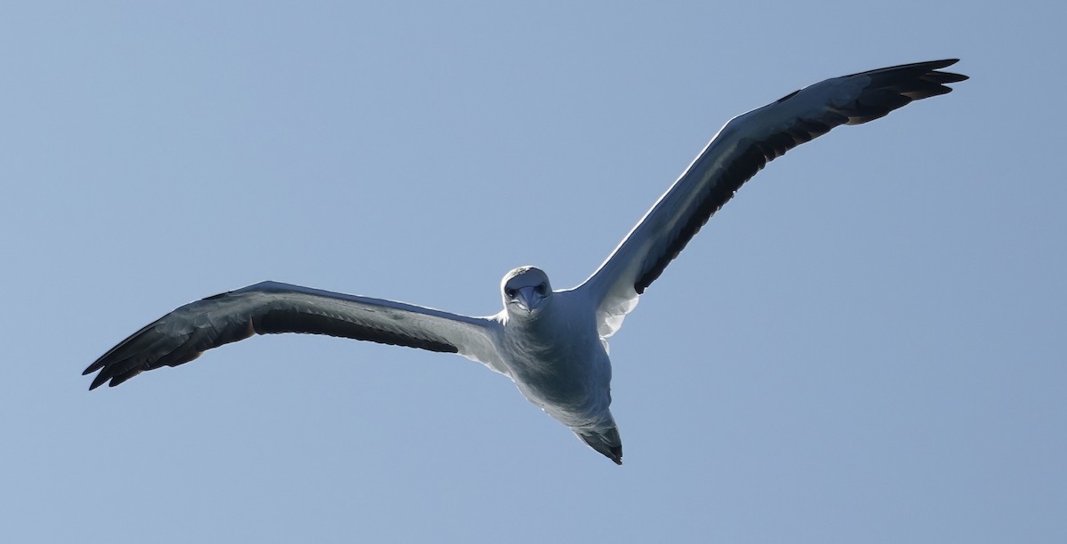 Australasian Gannet - ML638429805