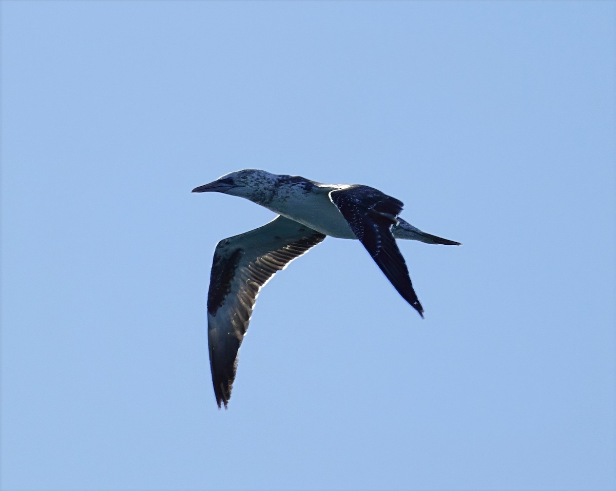 Australasian Gannet - ML638429806