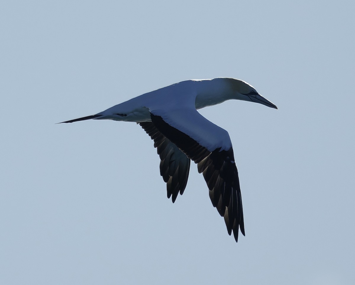 Australasian Gannet - ML638429808