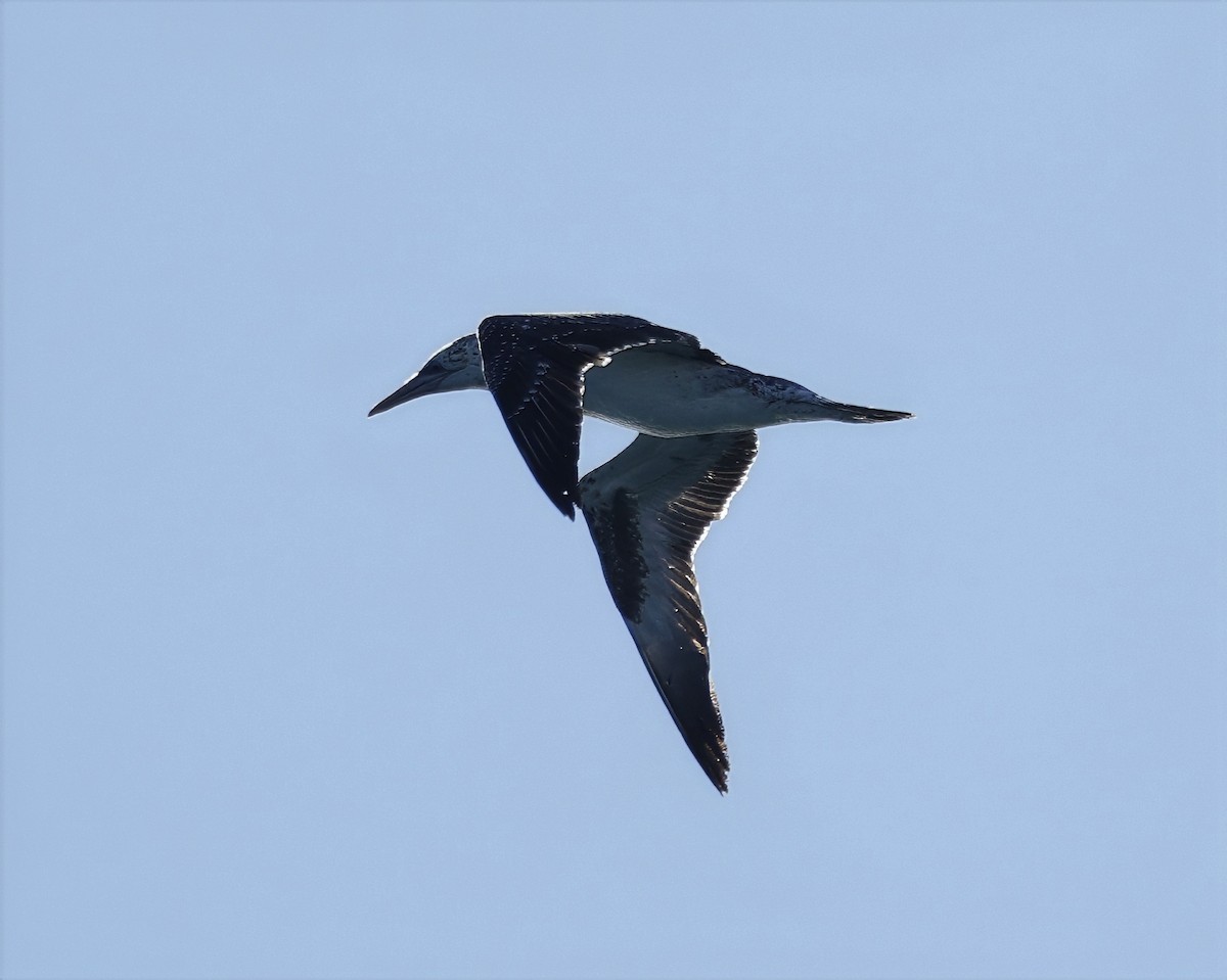 Australasian Gannet - ML638429809