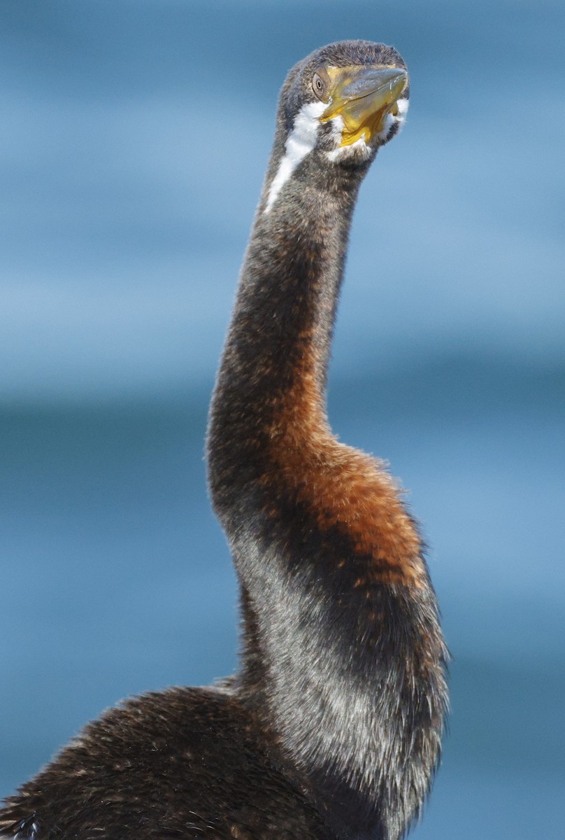 Australasian Darter - ML638429822