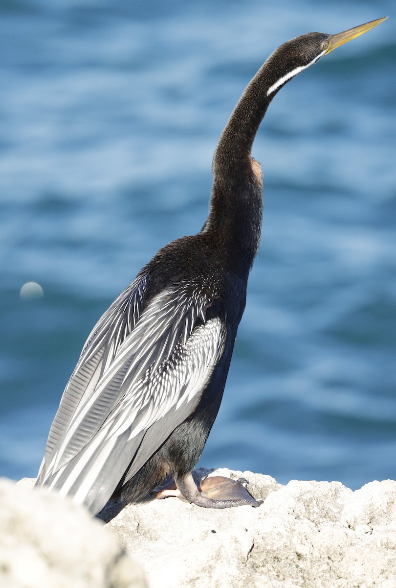 Australasian Darter - ML638429823