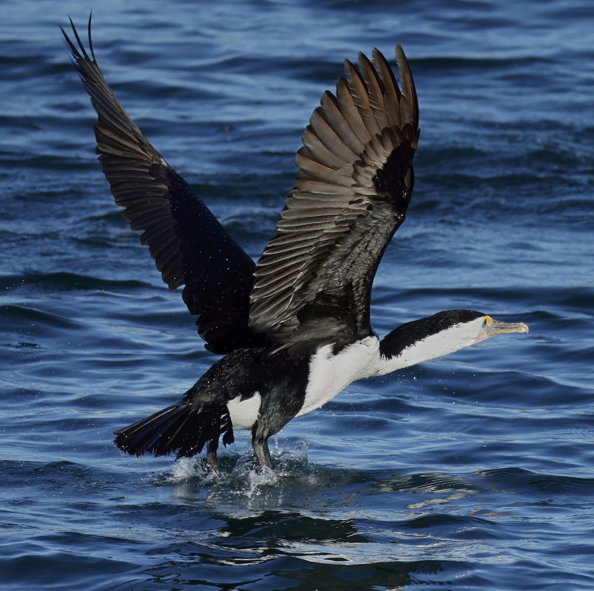 Pied Cormorant - ML638429825