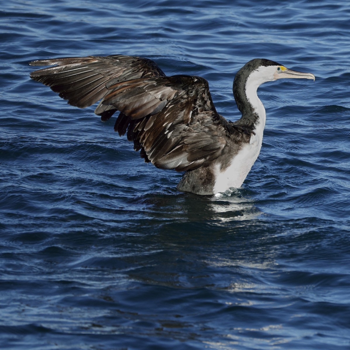 Pied Cormorant - ML638429826