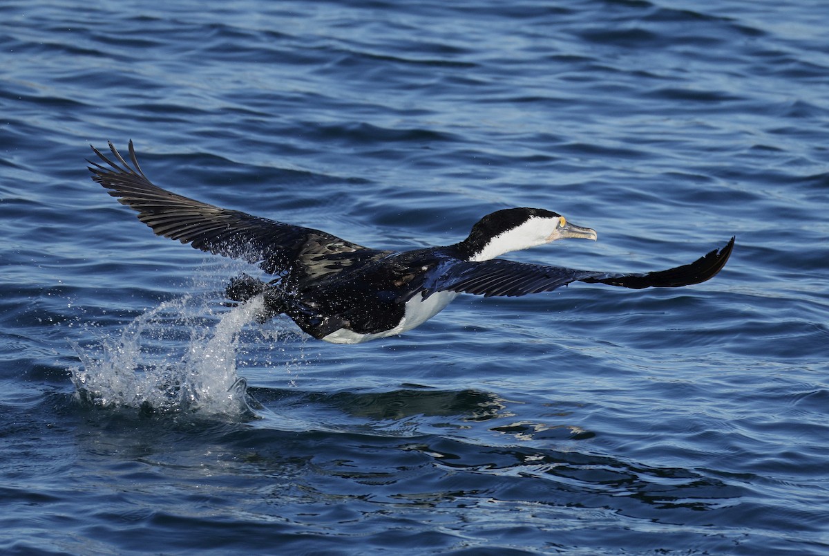 Pied Cormorant - ML638429827