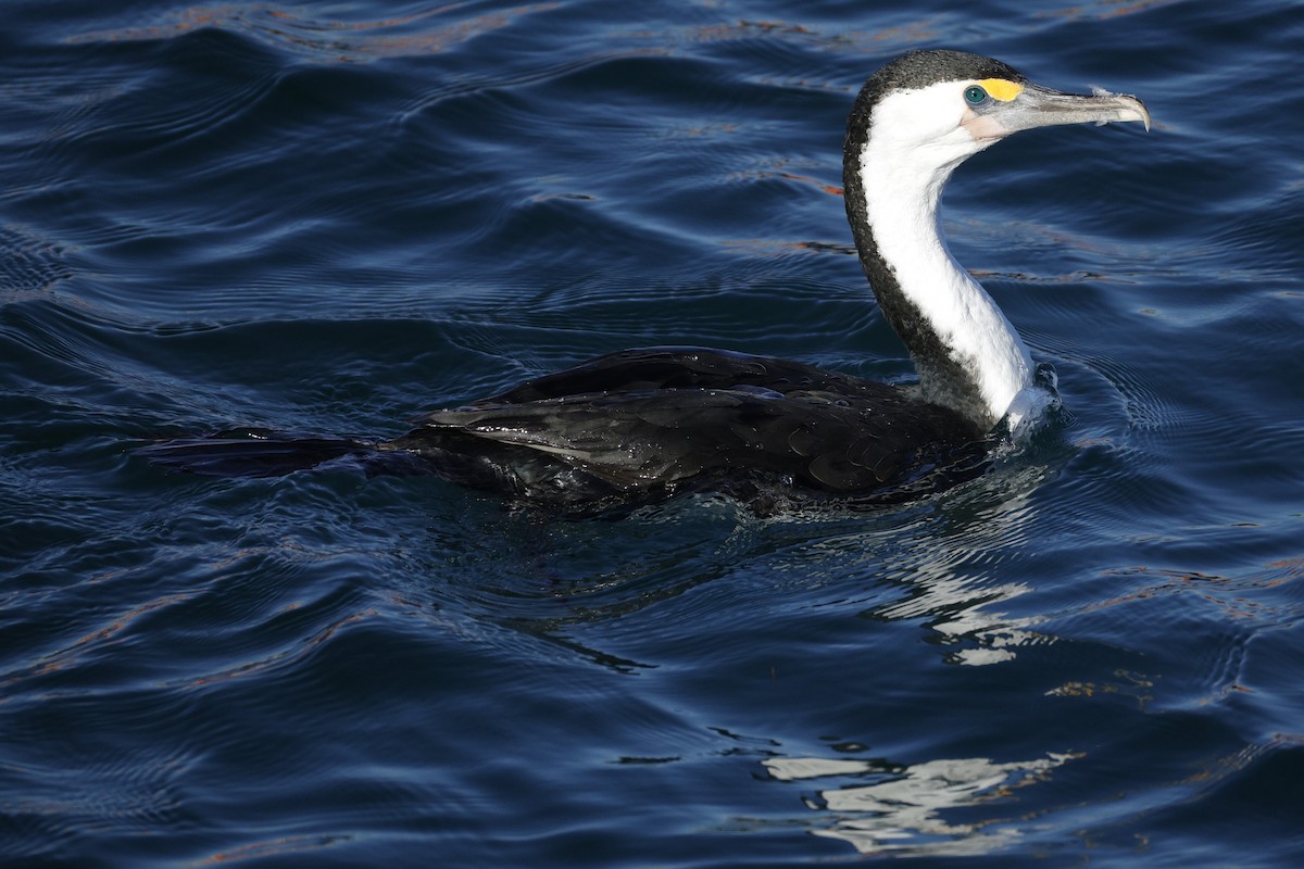 Pied Cormorant - ML638429828