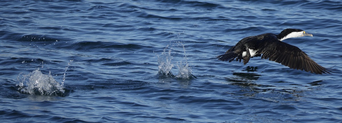 Pied Cormorant - ML638429829