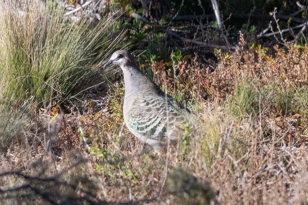 Common Bronzewing - ML638429843