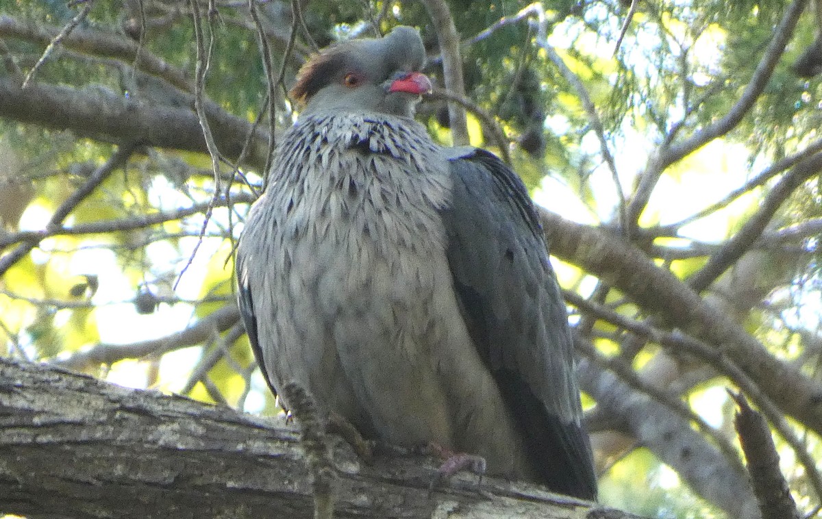 Topknot Pigeon - ML638429850