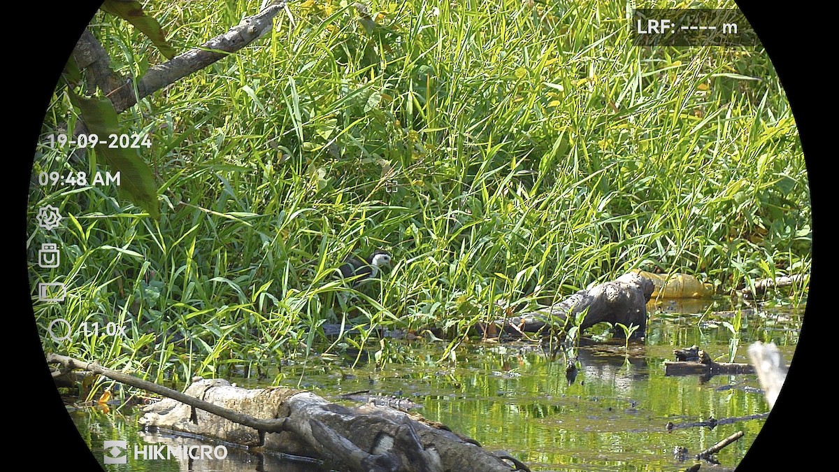 White-breasted Waterhen - ML638429879