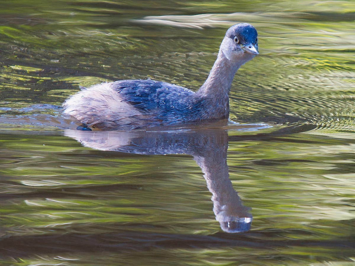 Australasian Grebe - ML638429910