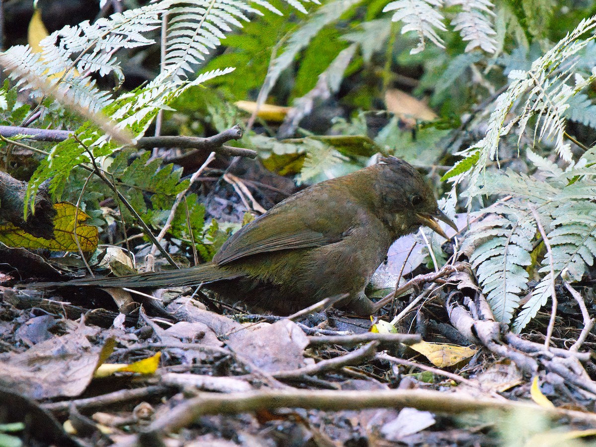 Eastern Whipbird - ML638429914