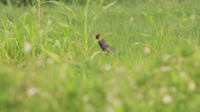 Watercock - ML638429943