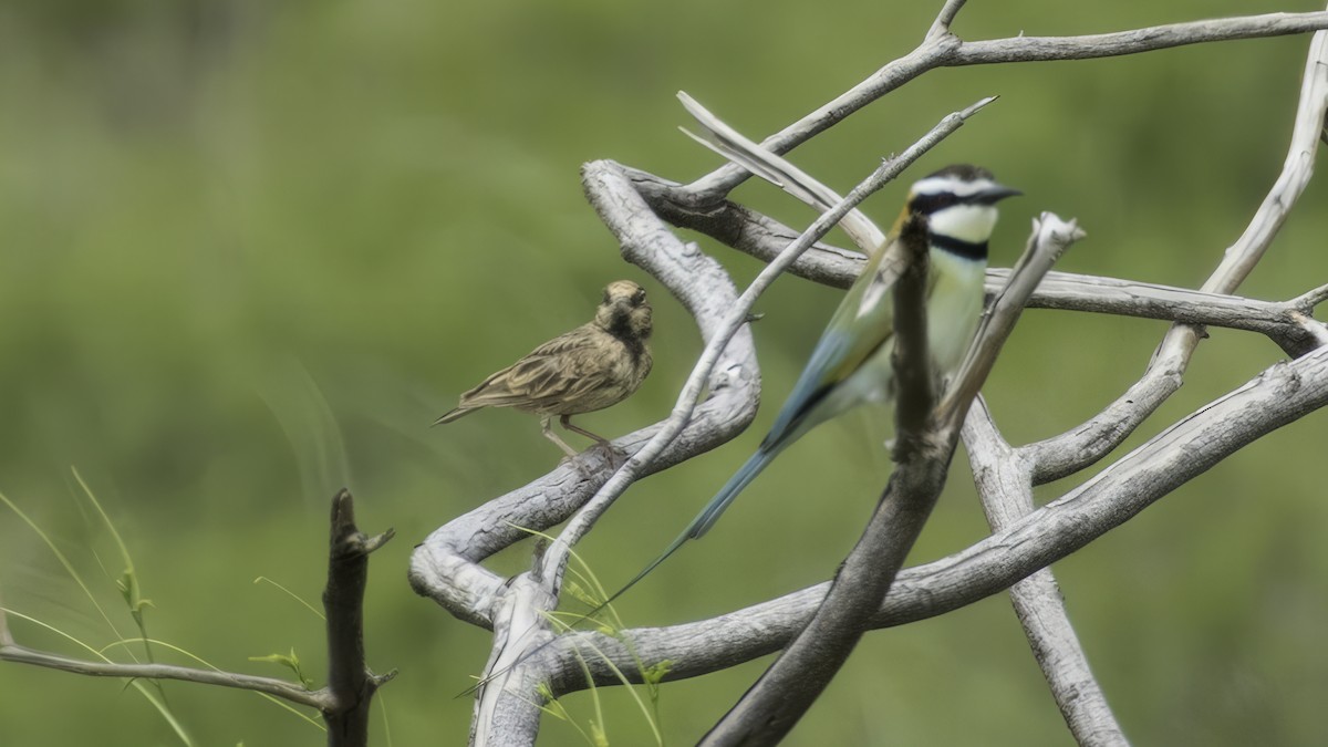 Fischer's Sparrow-Lark - ML638429979