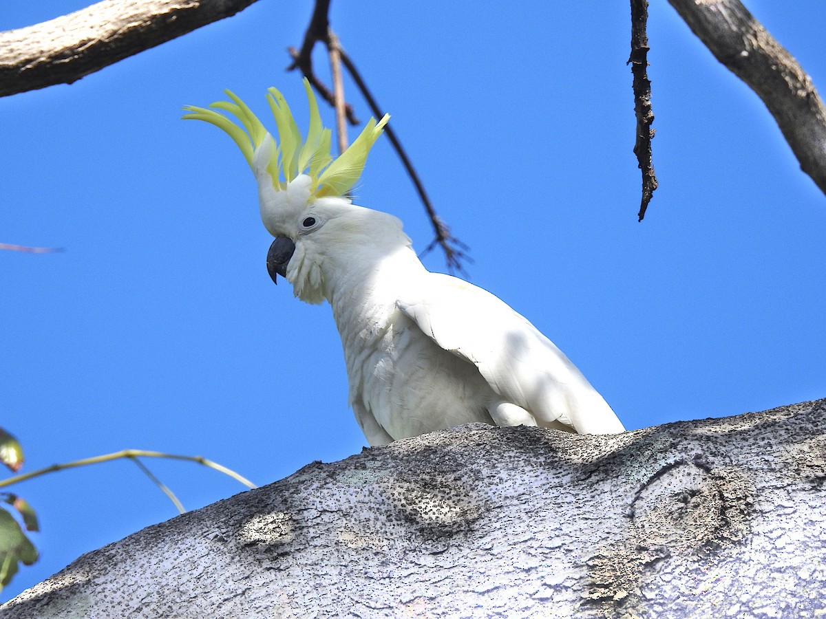 Sulphur-crested Cockatoo - ML638429991
