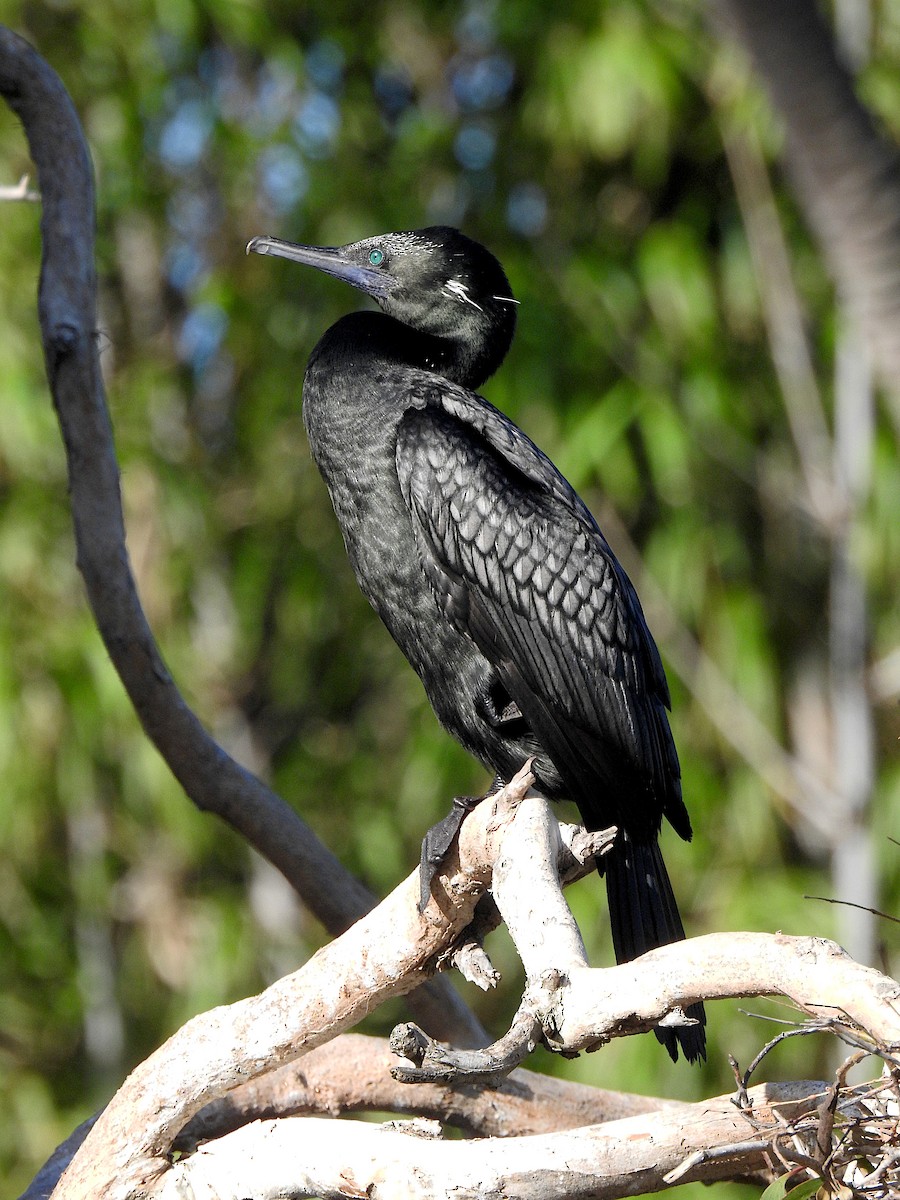 Little Black Cormorant - ML638429996