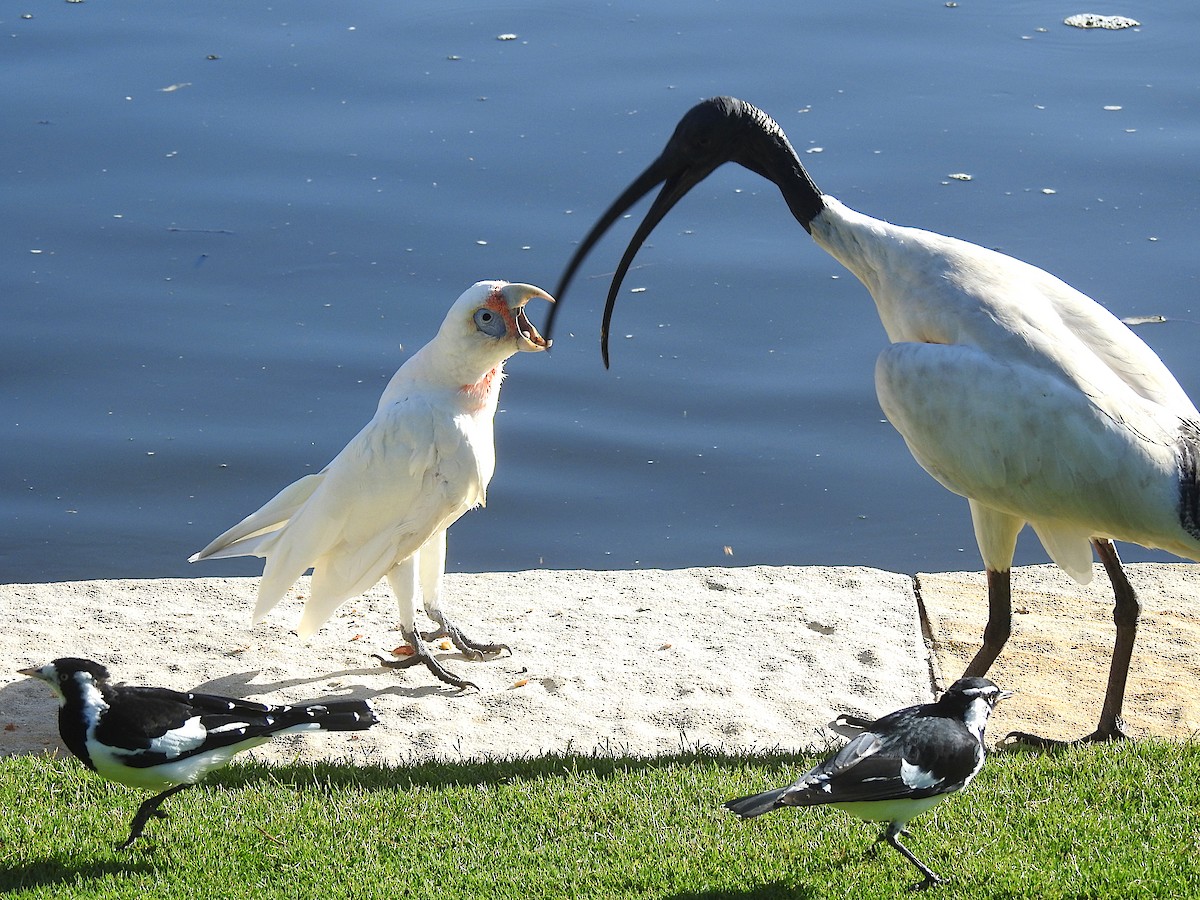 Long-billed Corella - ML638430003