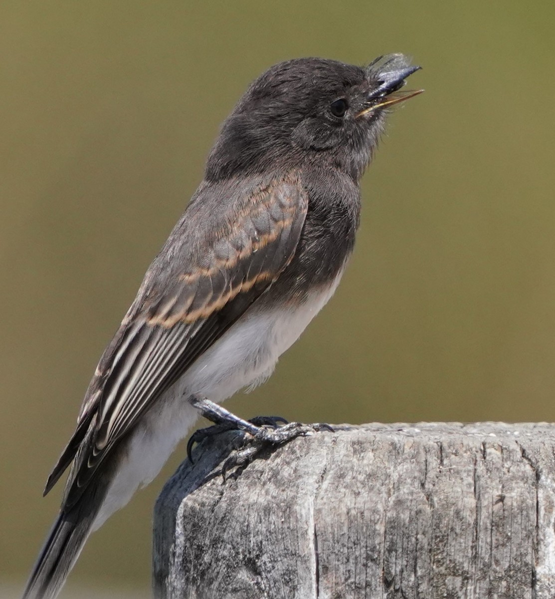 Black Phoebe - ML638430014