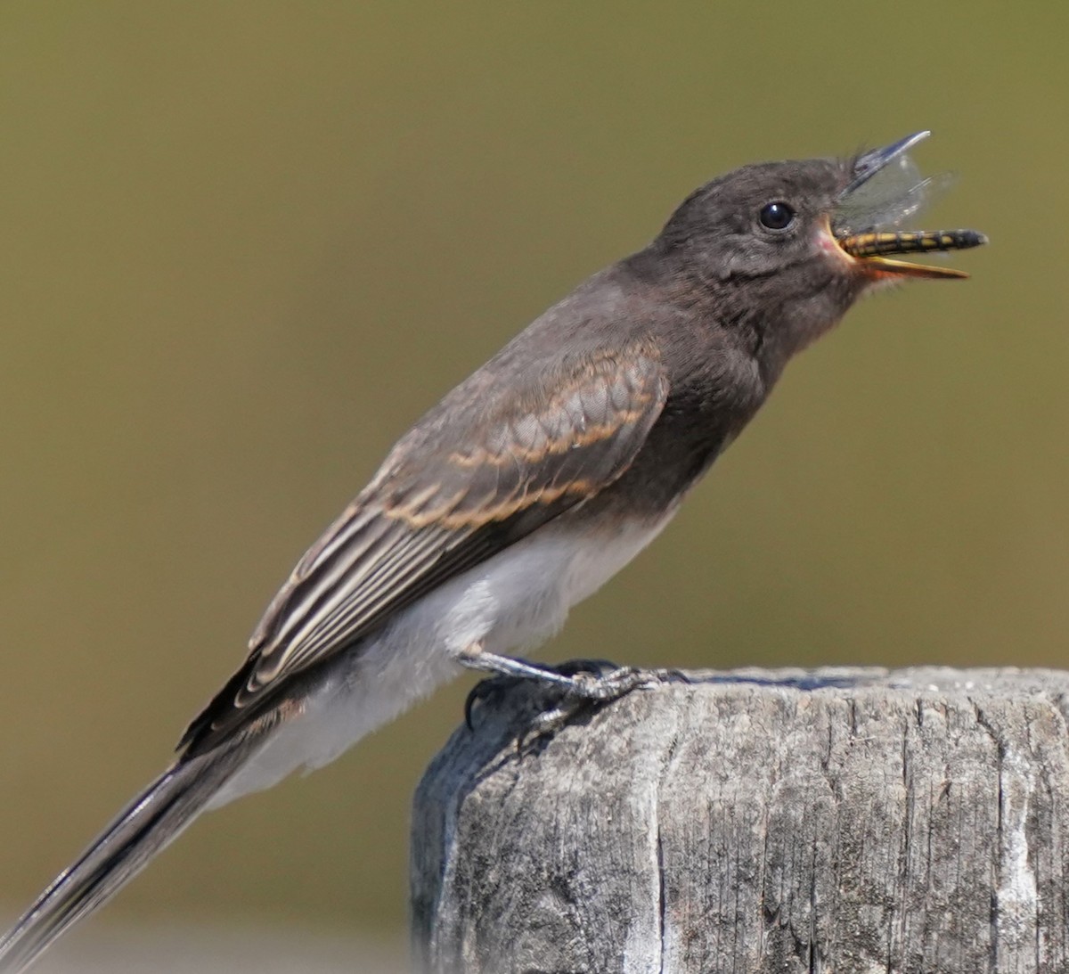Black Phoebe - ML638430017