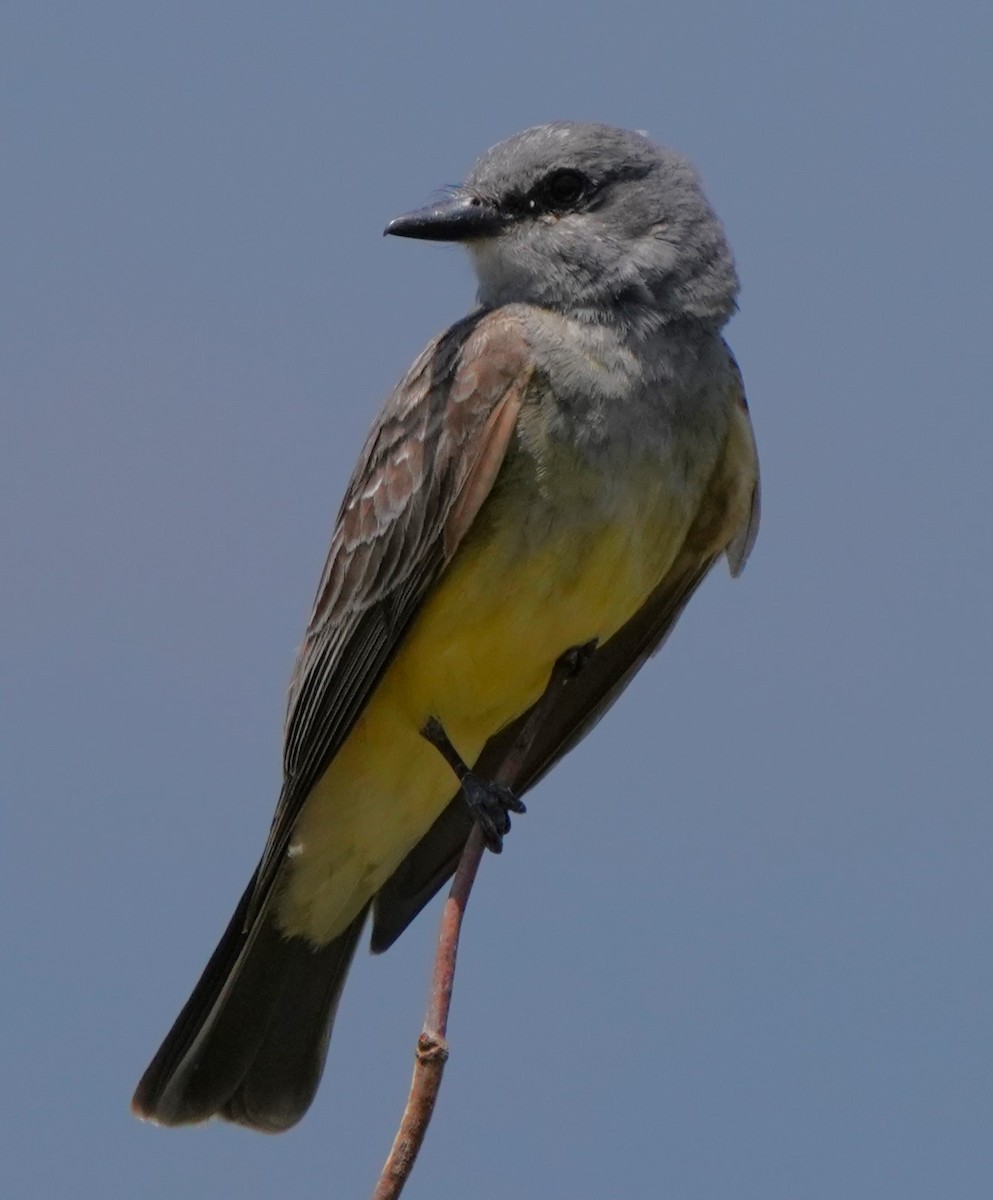 Cassin's Kingbird - ML638430035