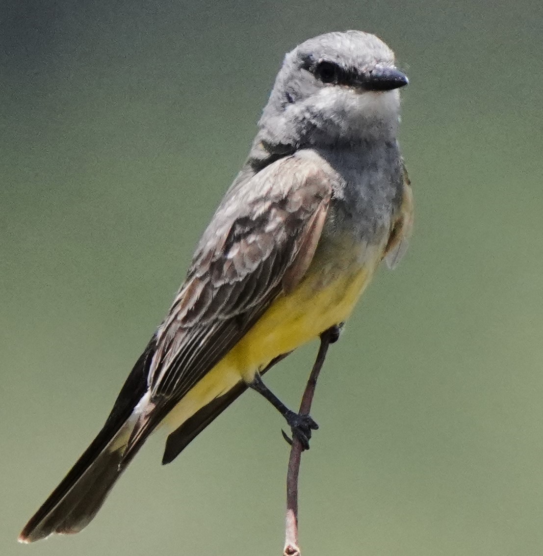 Cassin's Kingbird - ML638430038