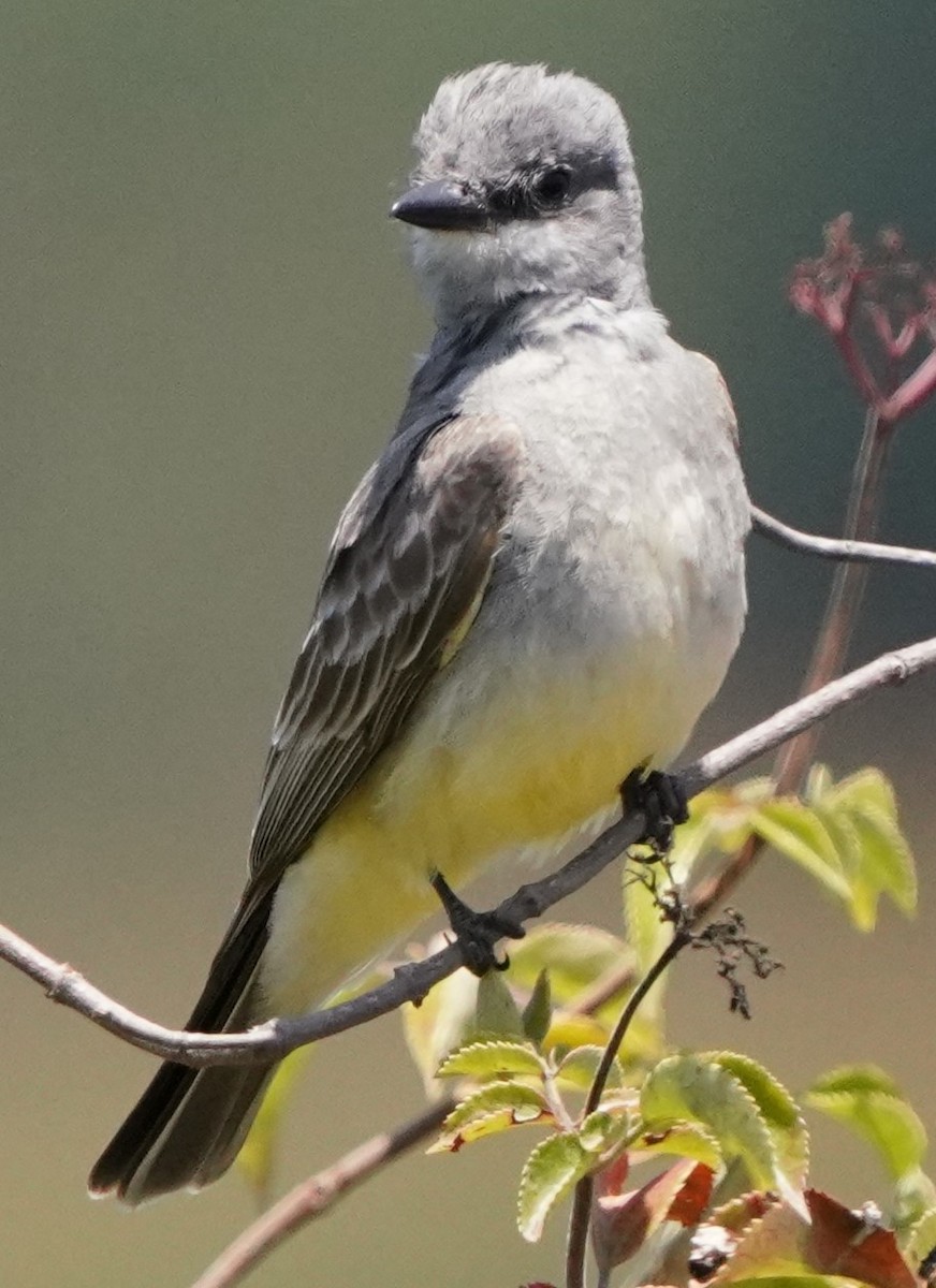 Cassin's Kingbird - ML638430039