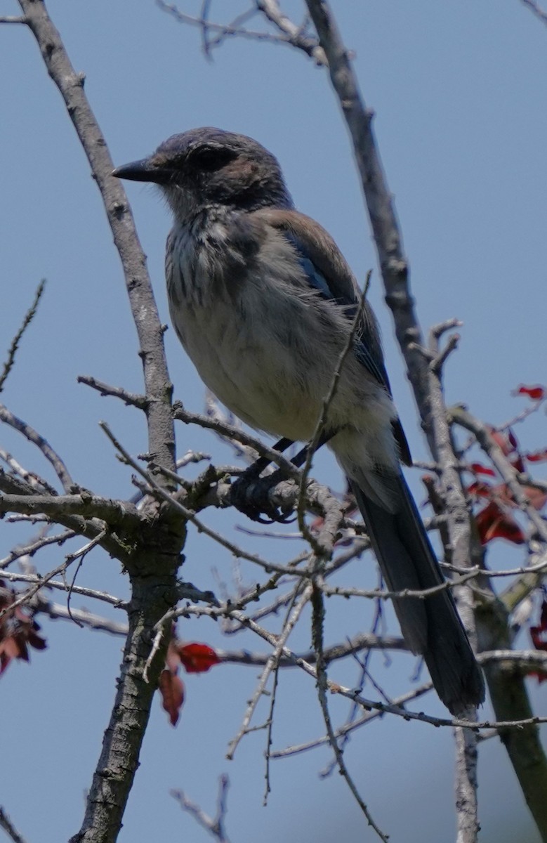 California Scrub-Jay - ML638430042