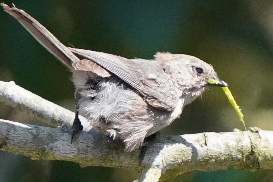 Bushtit - ML638430056