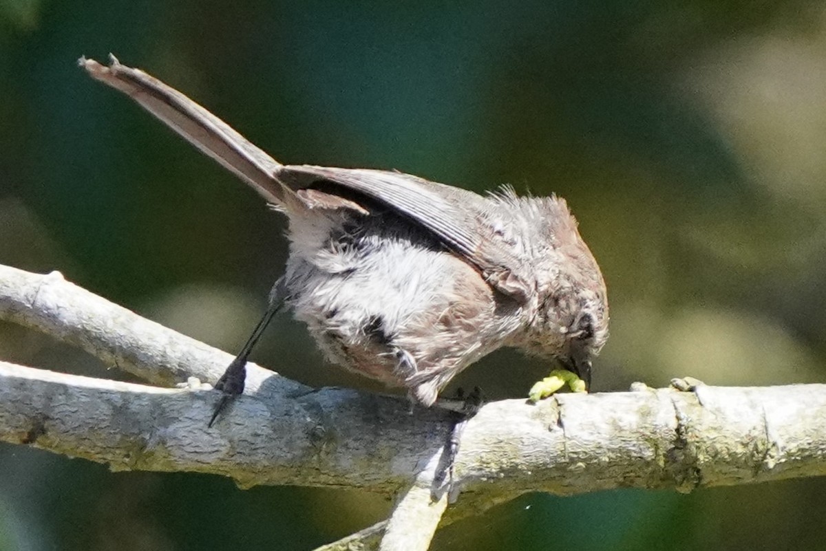 Bushtit - ML638430057