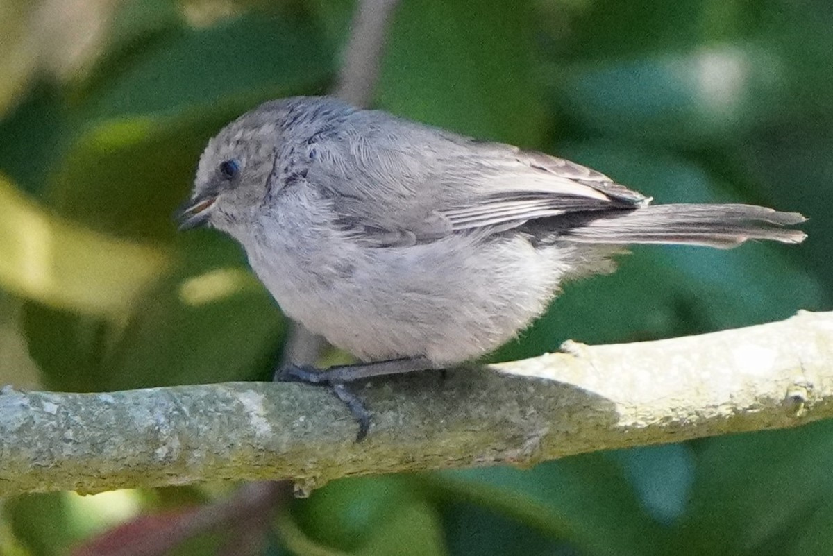Bushtit - ML638430058