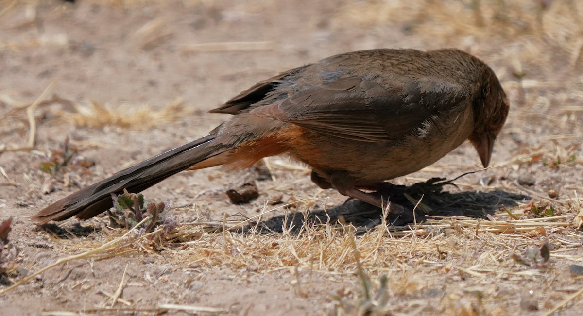 California Towhee - ML638430075
