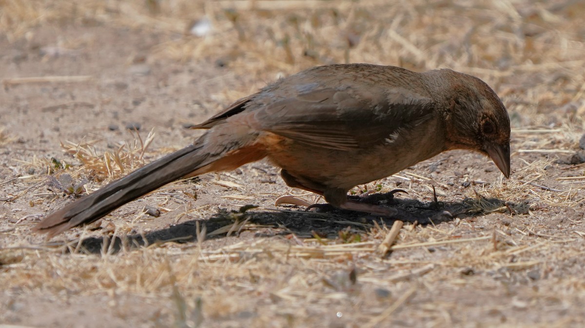 California Towhee - ML638430076