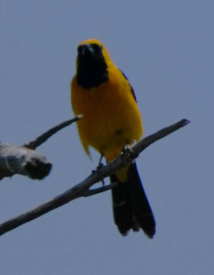 Hooded Oriole - ML638430089
