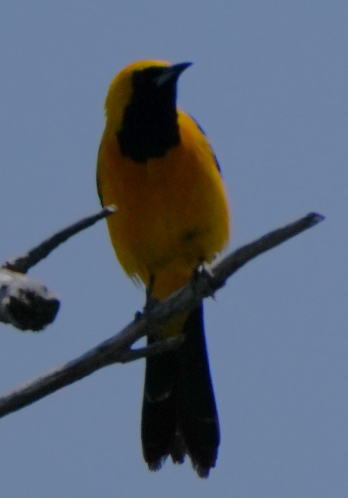 Hooded Oriole - ML638430091
