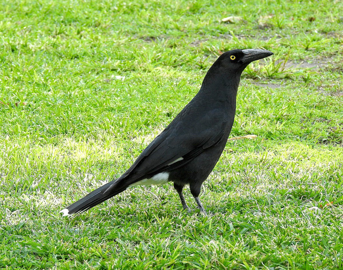 Pied Currawong - ML638430120