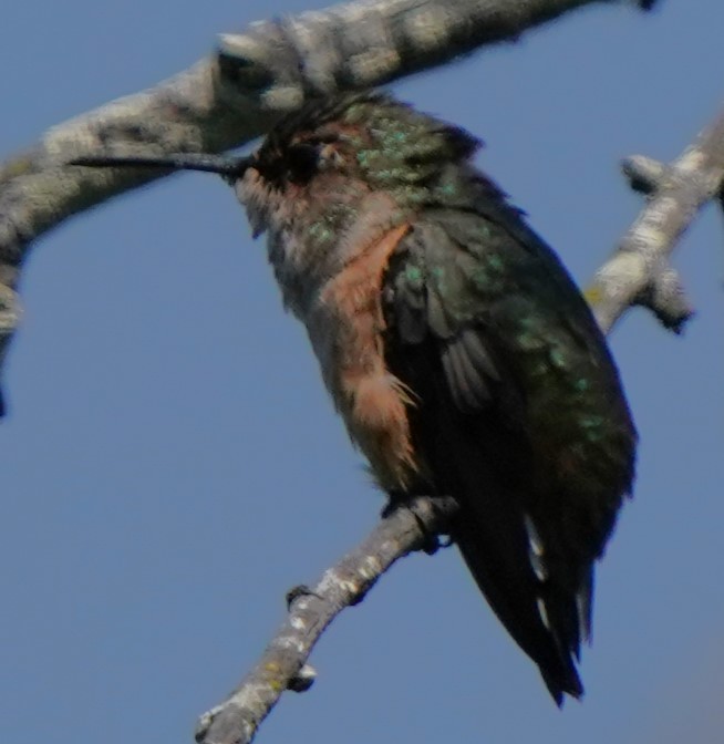 kalypta Allenova - ML638430121