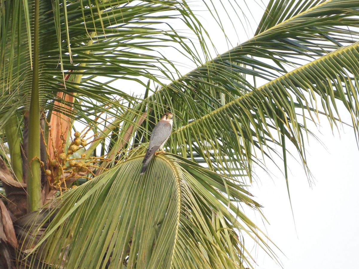 Red-necked Falcon - ML638430157