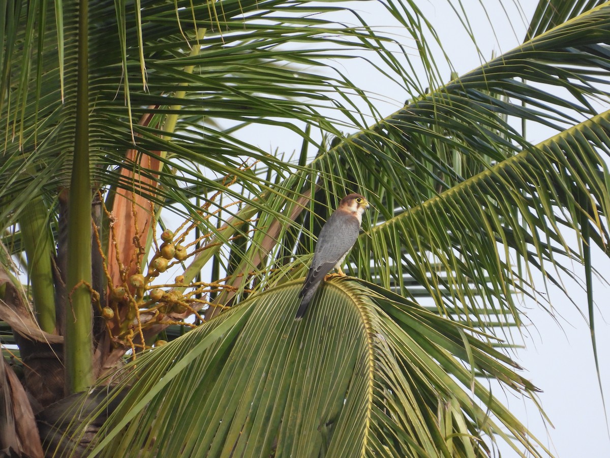 Red-necked Falcon - ML638430163