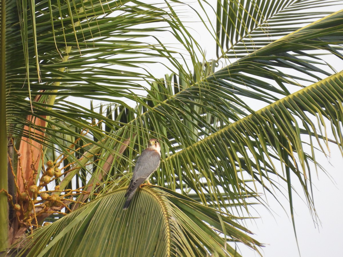 Red-necked Falcon - ML638430164