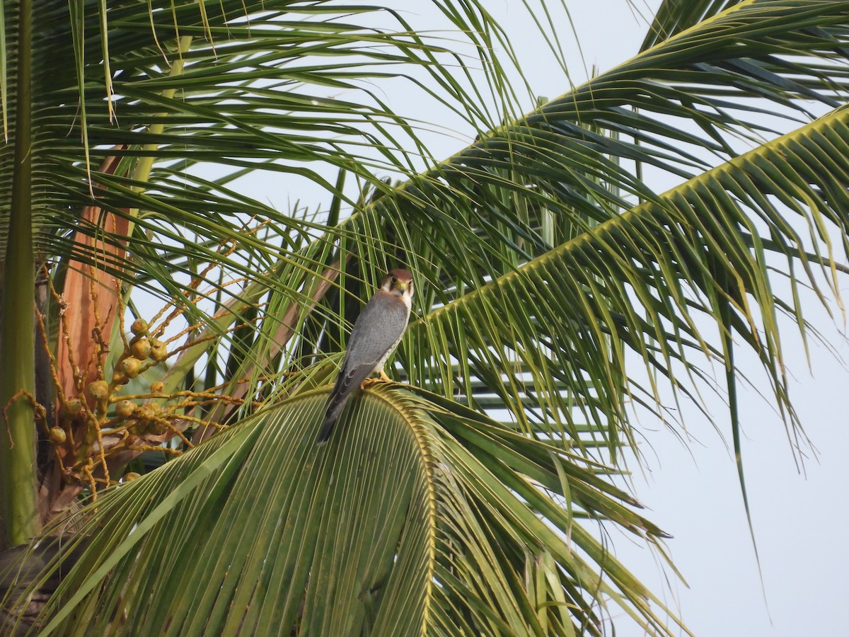 Red-necked Falcon - ML638430170