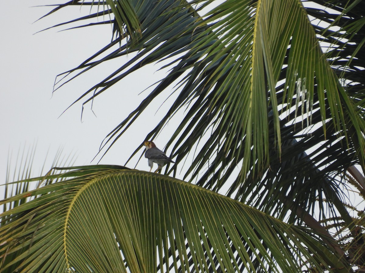 Red-necked Falcon - ML638430173