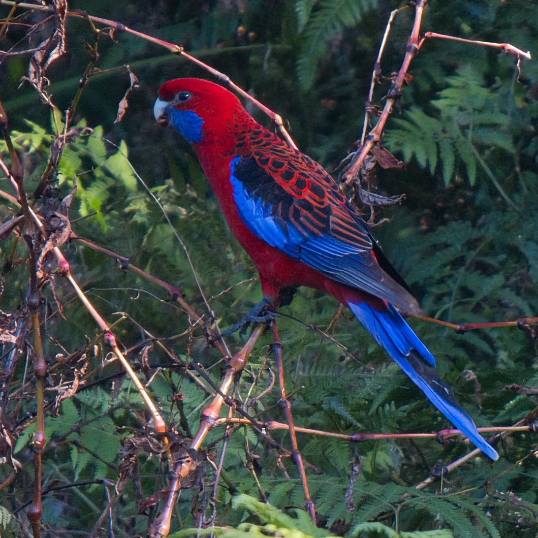 Crimson Rosella - ML638430198